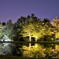 Pond and trees